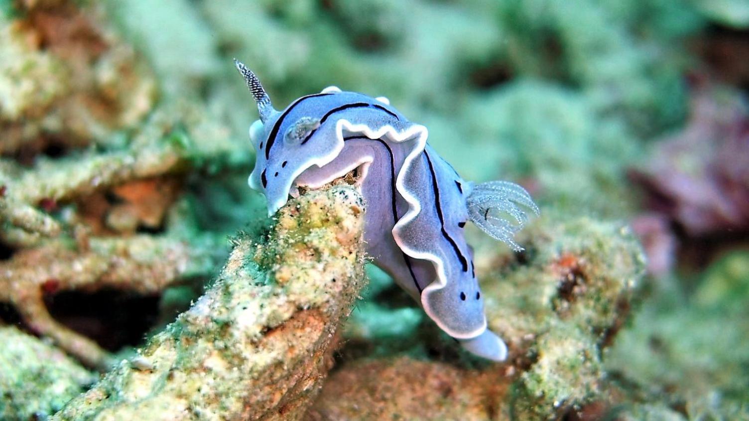 Bunaken Sea Garden Resort Eksteriør bilde
