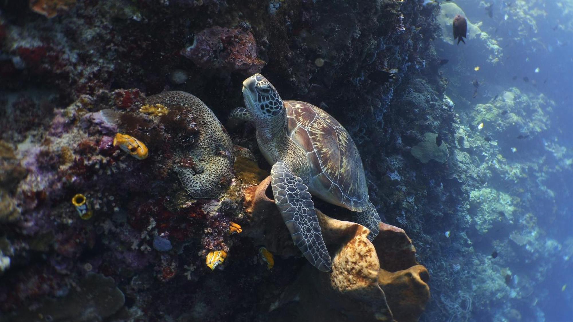 Bunaken Sea Garden Resort Eksteriør bilde