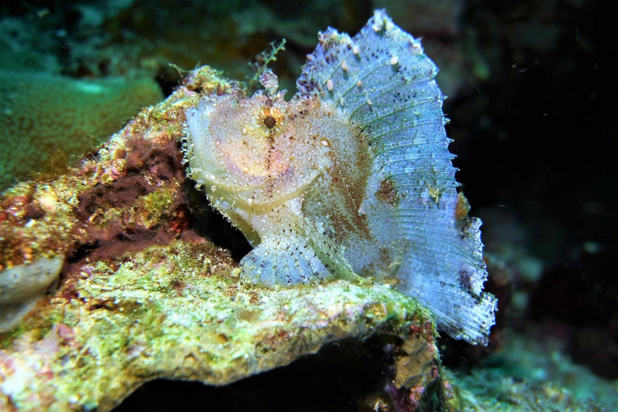 Bunaken Sea Garden Resort Eksteriør bilde