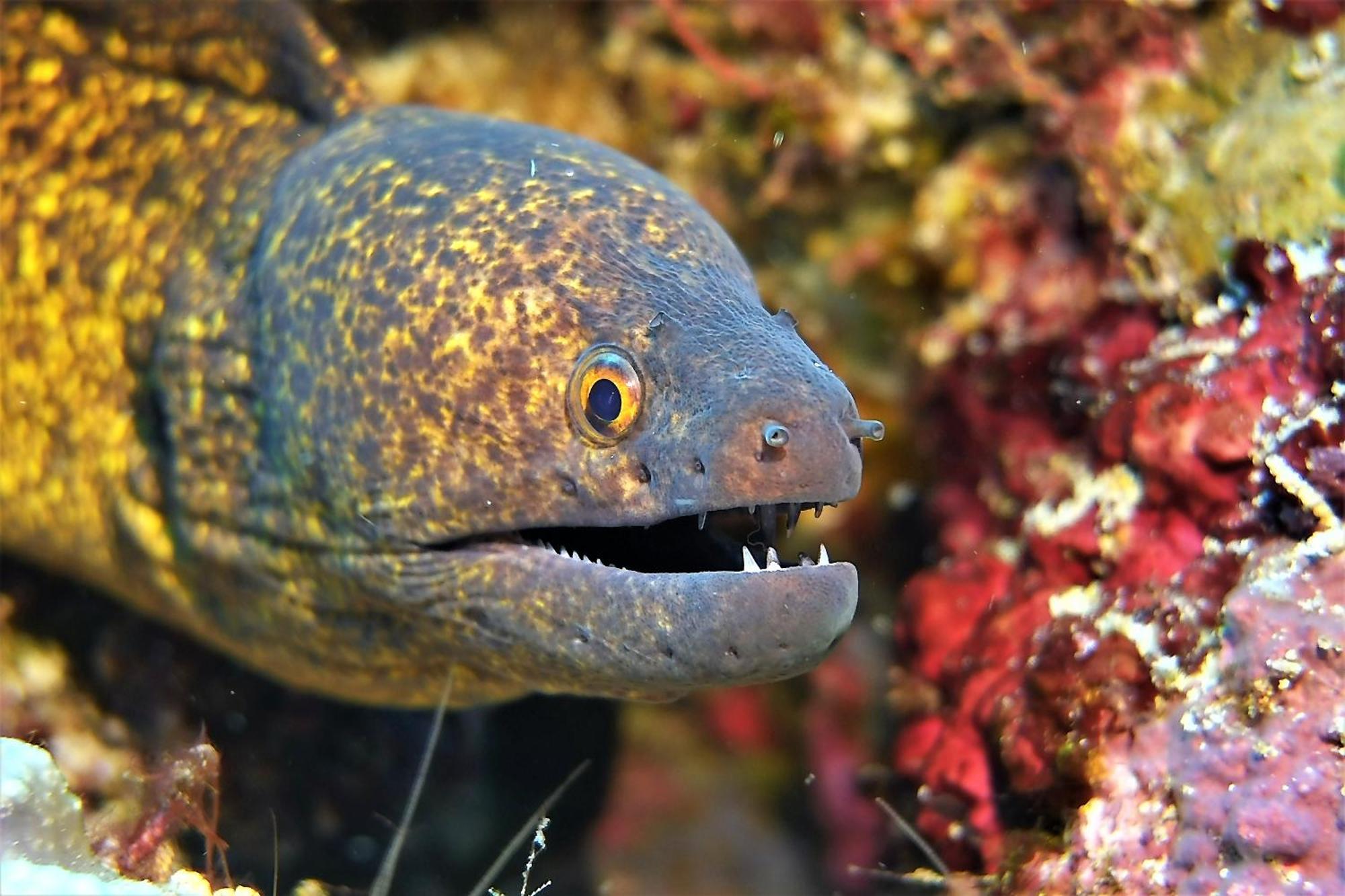 Bunaken Sea Garden Resort Eksteriør bilde