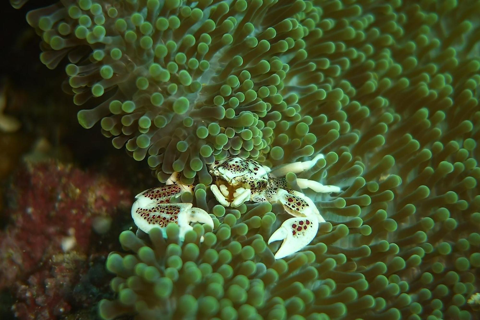 Bunaken Sea Garden Resort Eksteriør bilde