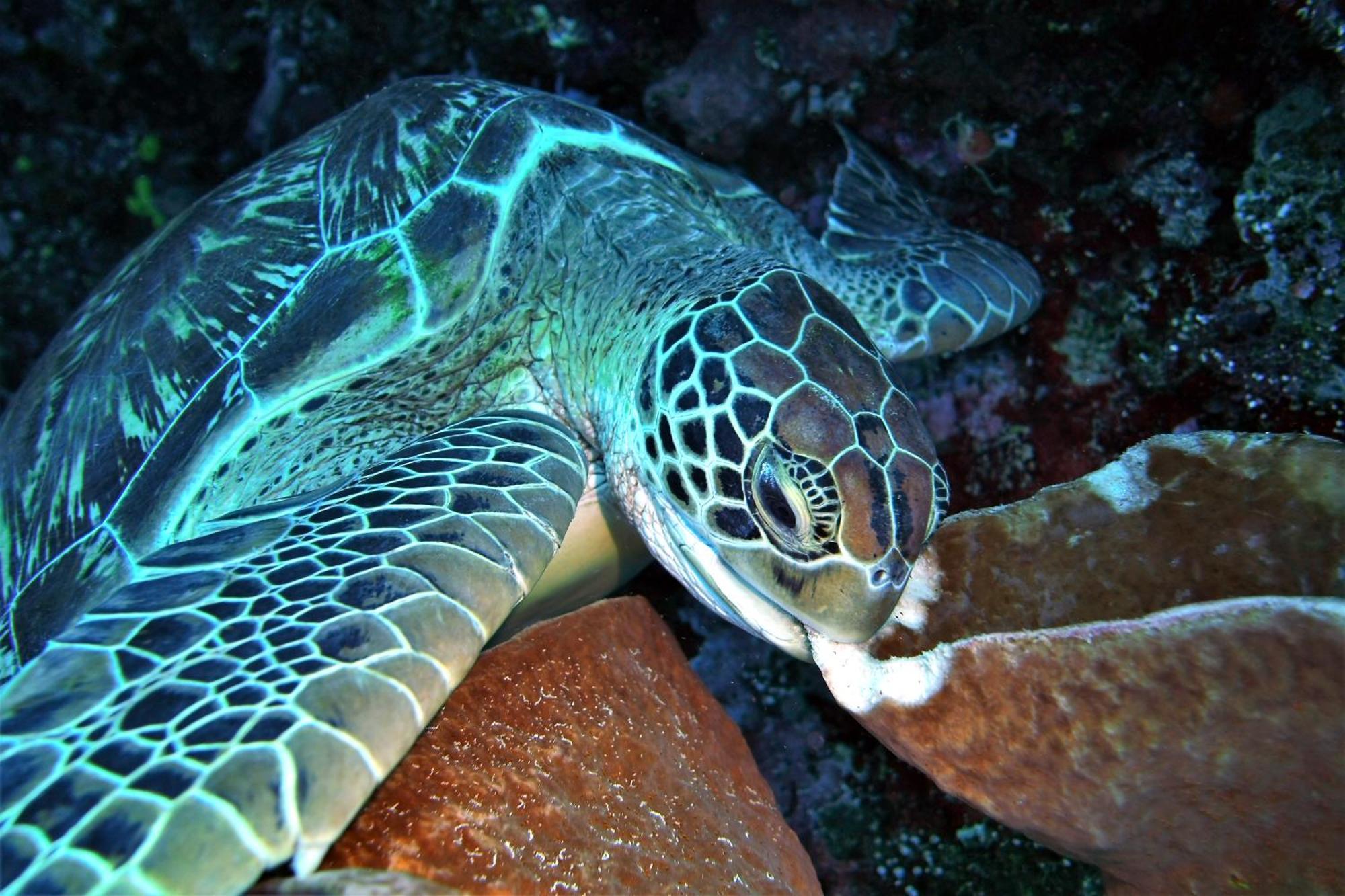 Bunaken Sea Garden Resort Eksteriør bilde