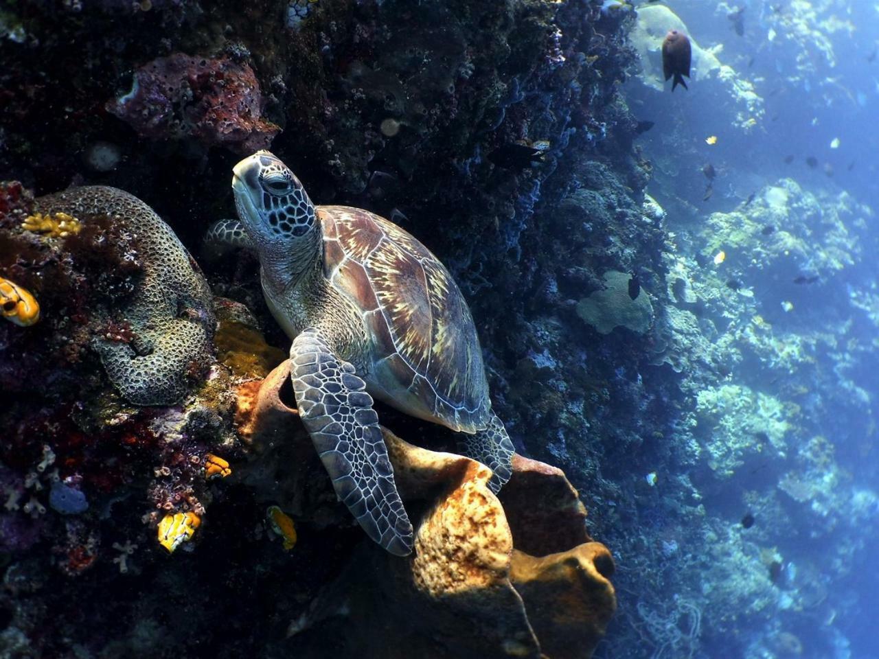Bunaken Sea Garden Resort Eksteriør bilde